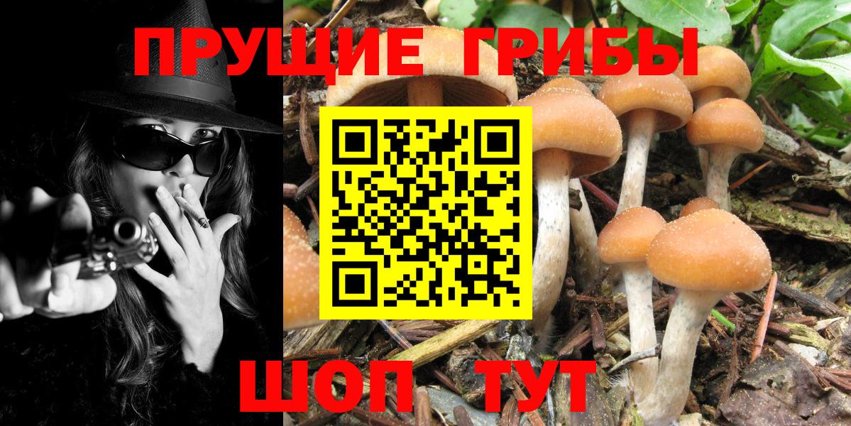 Галлюциногенные грибы Cubensis Славянск-на-Кубани